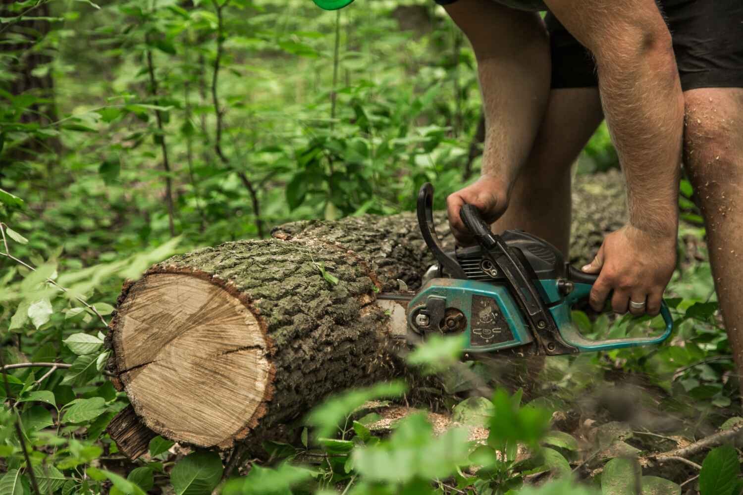 The Steps Involved in Our Tree Care Process in Wellsboro, PA